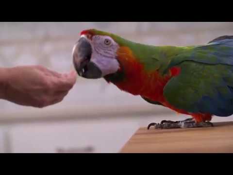 Load and play video in Gallery viewer, ZuPreem Natural Daily Nutrition Large Parrot Pellet