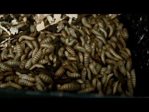 Load and play video in Gallery viewer, Bug Bites Cichlid Pellets (M-L)