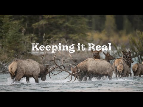 Load and play video in Gallery viewer, Taiga Whole Grain Dry Dog Food - Pork - 35 lb