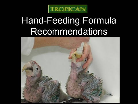 Load and play video in Gallery viewer, Tropican Hand-Feeding Formula - All Birds š