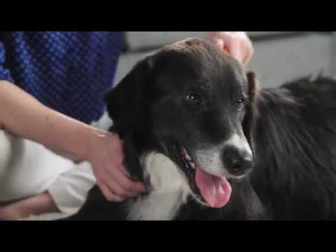 Load and play video in Gallery viewer, FURminator Undercoat deShedding Tool for Medium Dog With Short Hair