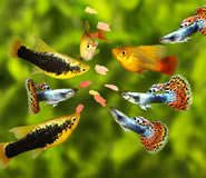 Load image into Gallery viewer, Frozen Bloodworms Fish Food Mini Cubes- 3.5 oz