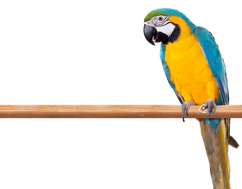 Load image into Gallery viewer, Pretty Bird Daily Select Premium Large Pellet Cockatoo / Macaw