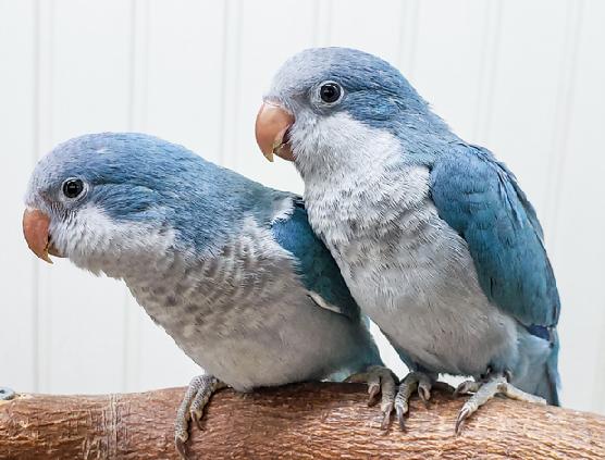 Load image into Gallery viewer, Quaker Parakeet - Exotic Wings and Pet Things #Mutation_Blue