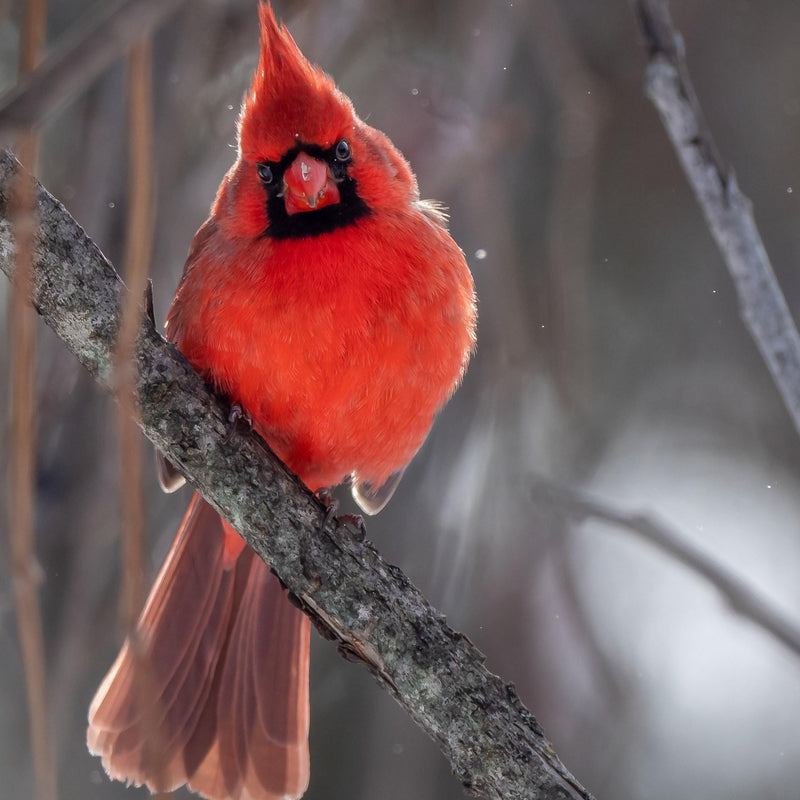 Load image into Gallery viewer, Diner's Delight Wild Bird Seed 🍁