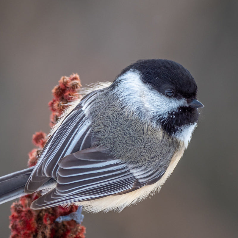 Load image into Gallery viewer, Peanuts - No Shell π