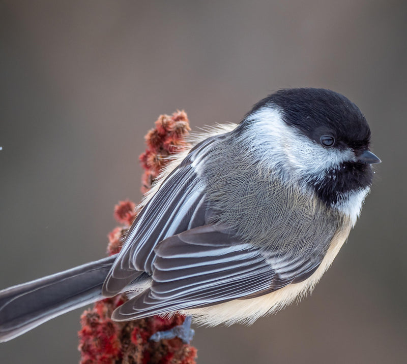 Load image into Gallery viewer, Diner's Delight Wild Bird Seed 🍁