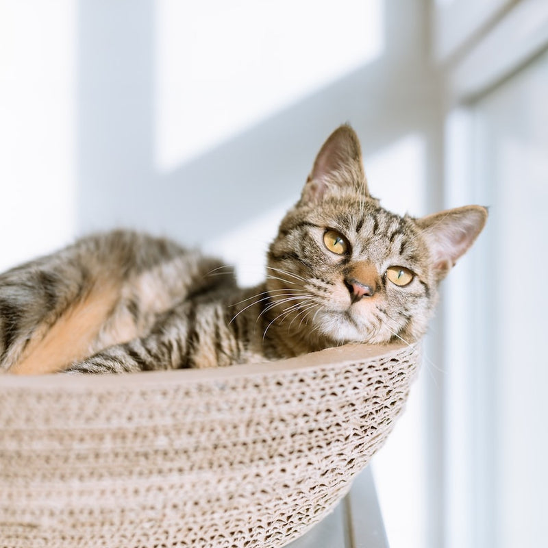 Load image into Gallery viewer, Odour Buster Original Premium Clumping Cat Litter - 14 kg