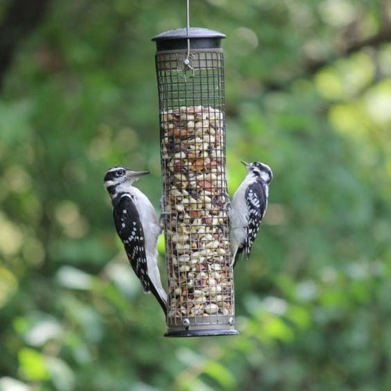 Load image into Gallery viewer, Peanuts - No Shell π