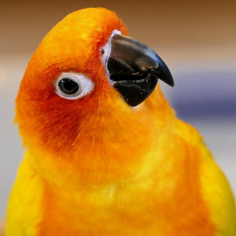 Load image into Gallery viewer, Hand Fed Sun Conure - Aratinga solstitialis