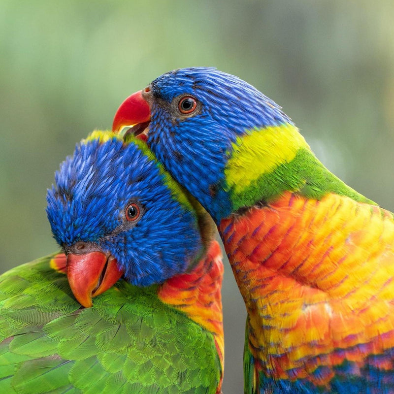 Load image into Gallery viewer, Hand Fed Swainson's Rainbow Lorikeet - Trichoglossus moluccanus