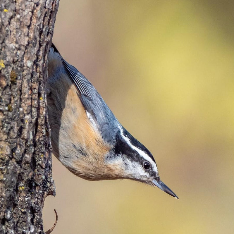 Load image into Gallery viewer, Royal Jubilee Insect Suet 🍁