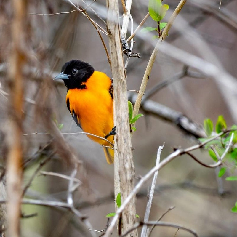 Load image into Gallery viewer, Bird Grubs - Black Solder Fly ๐
