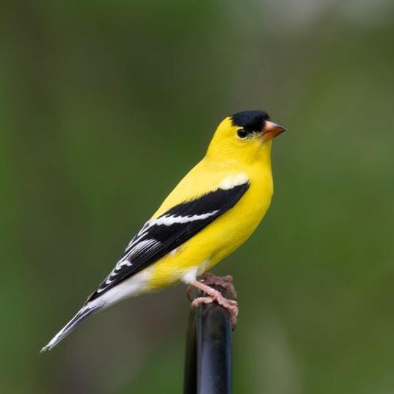 Load image into Gallery viewer, Fancy Finch Wild Bird Seed with Nyjer π