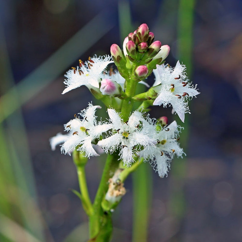 Load image into Gallery viewer, Bogbean |  Menyanthes trifoliata