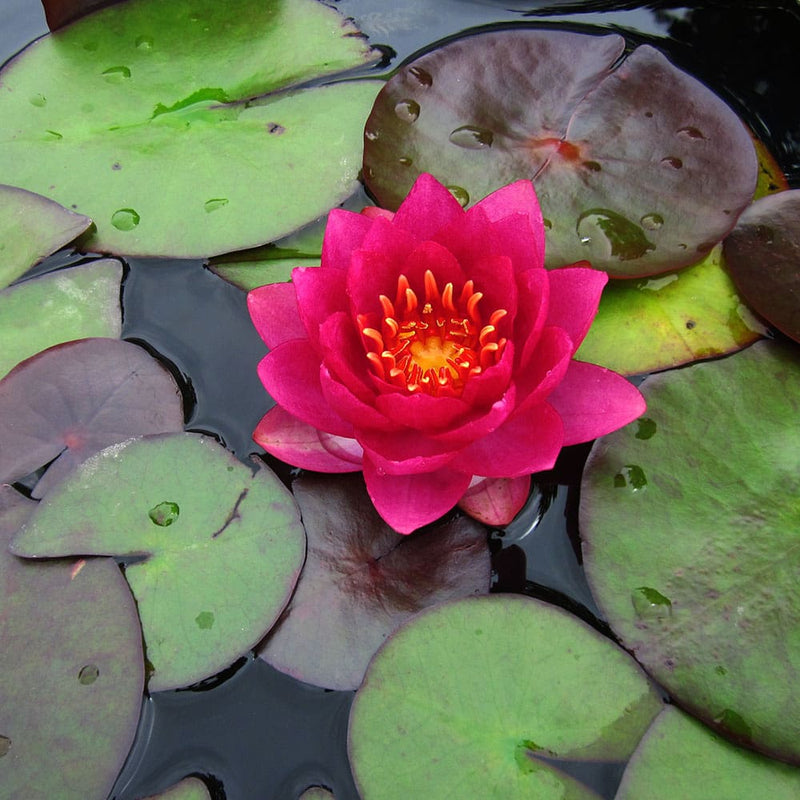 Load image into Gallery viewer, James Brydon | Nymphaea | Water Lily