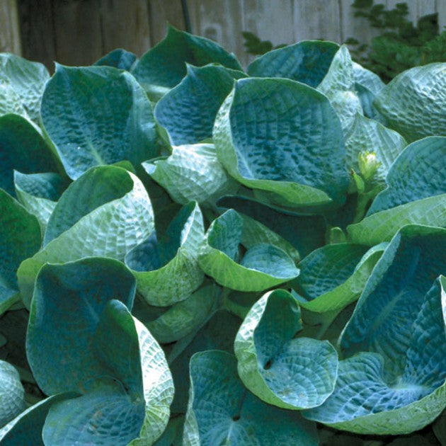 Load image into Gallery viewer, Abiqua Drinking Gourd | Specialty Hosta 1 Gal