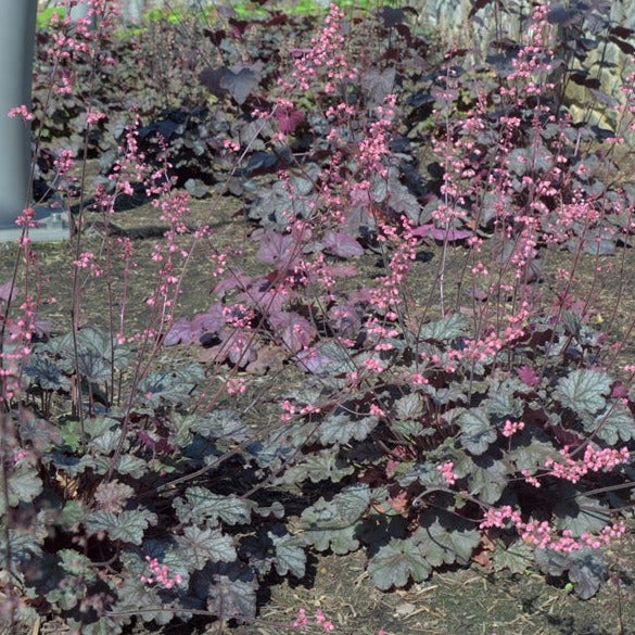 Load image into Gallery viewer, Bressingham Bronze | Coral Bells 1 Gal