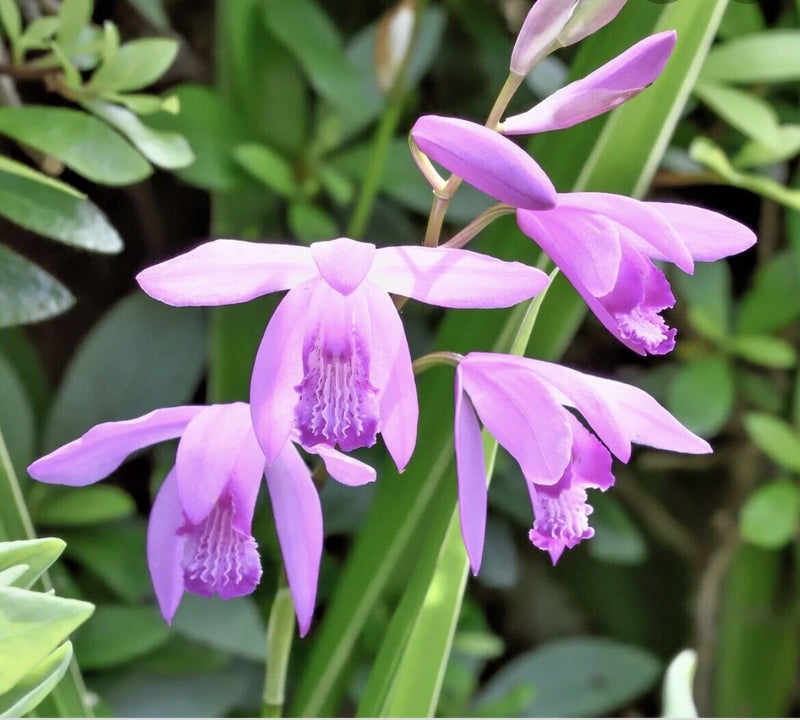 Load image into Gallery viewer, Hyacinth Orchid - Bletilla striata 'Variegata Pink' | 1 Gal - Local Pickup Only