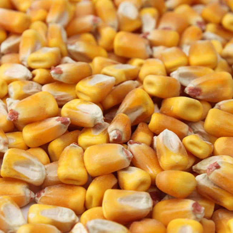 Conestogo Whole Corn Kernels - 50lbs Bag - Wild-Bird-Deer – Exotic