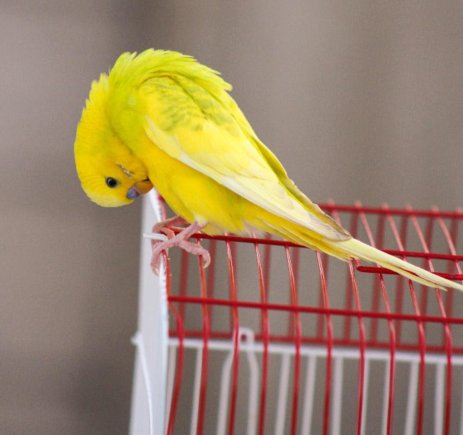 Load image into Gallery viewer, Budgie Parakeet Seed 🍁