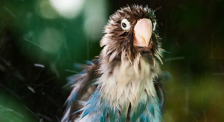 Bird Bath & Beyond - All About Bathing Your Birds, Tips & Tricks