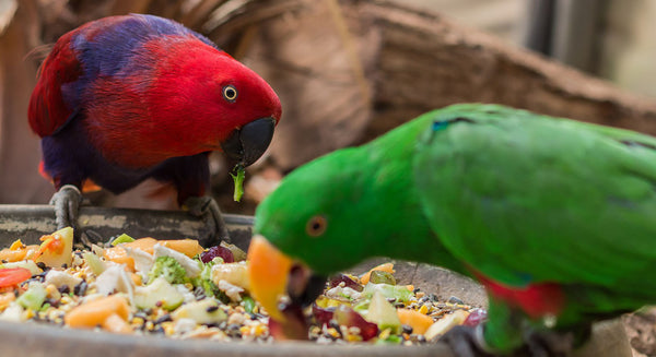 Avian Nutrition: Providing The Best Diet For Your Pet Bird