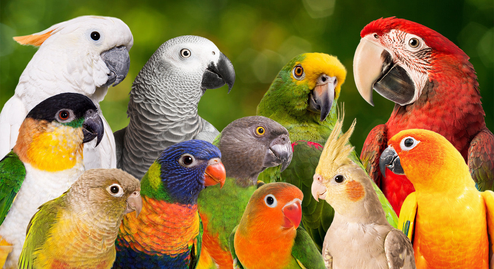 The Ultimate Size Chart for Bird Toys Exotic Wings & Pet Things