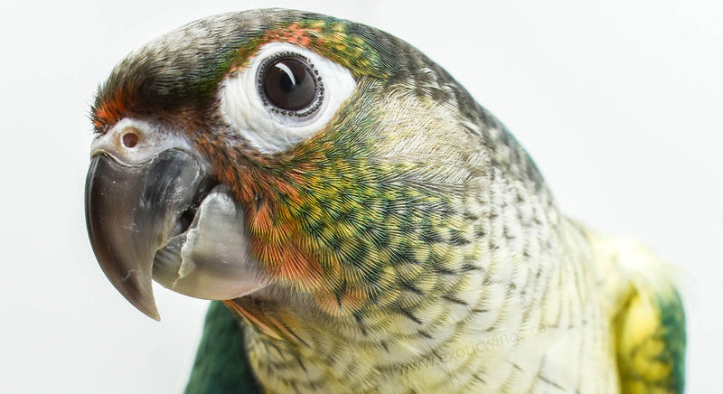 Parrot Profile: Green Cheek Conure