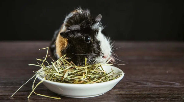 WHAT ARE THE BEST TYPES OF HAY FOR GUINEA PIGS?