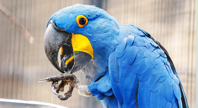 How to Transition Your Bird to a New Diet - Trips & Tricks