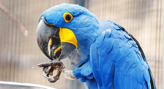 How to Transition Your Bird to a New Diet - Trips & Tricks