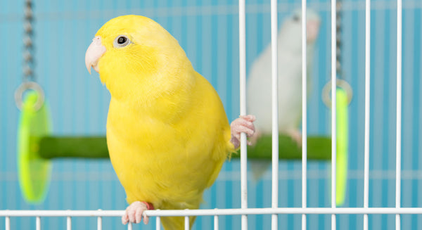 Everything You Need to Know About Disinfecting Bird Cages