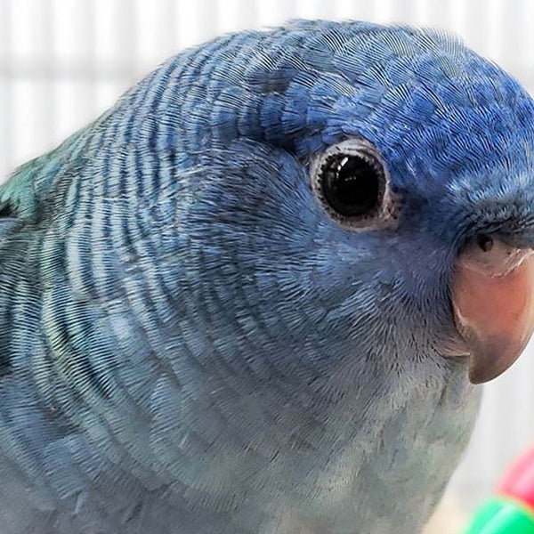 Lineolated parakeet sales