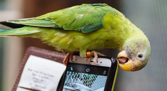 Sign up for SMS Communications from Exotic Wings!