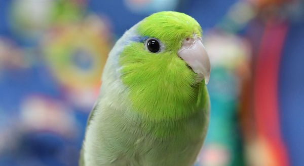 Parrot Profile: Pacific Parrotlet