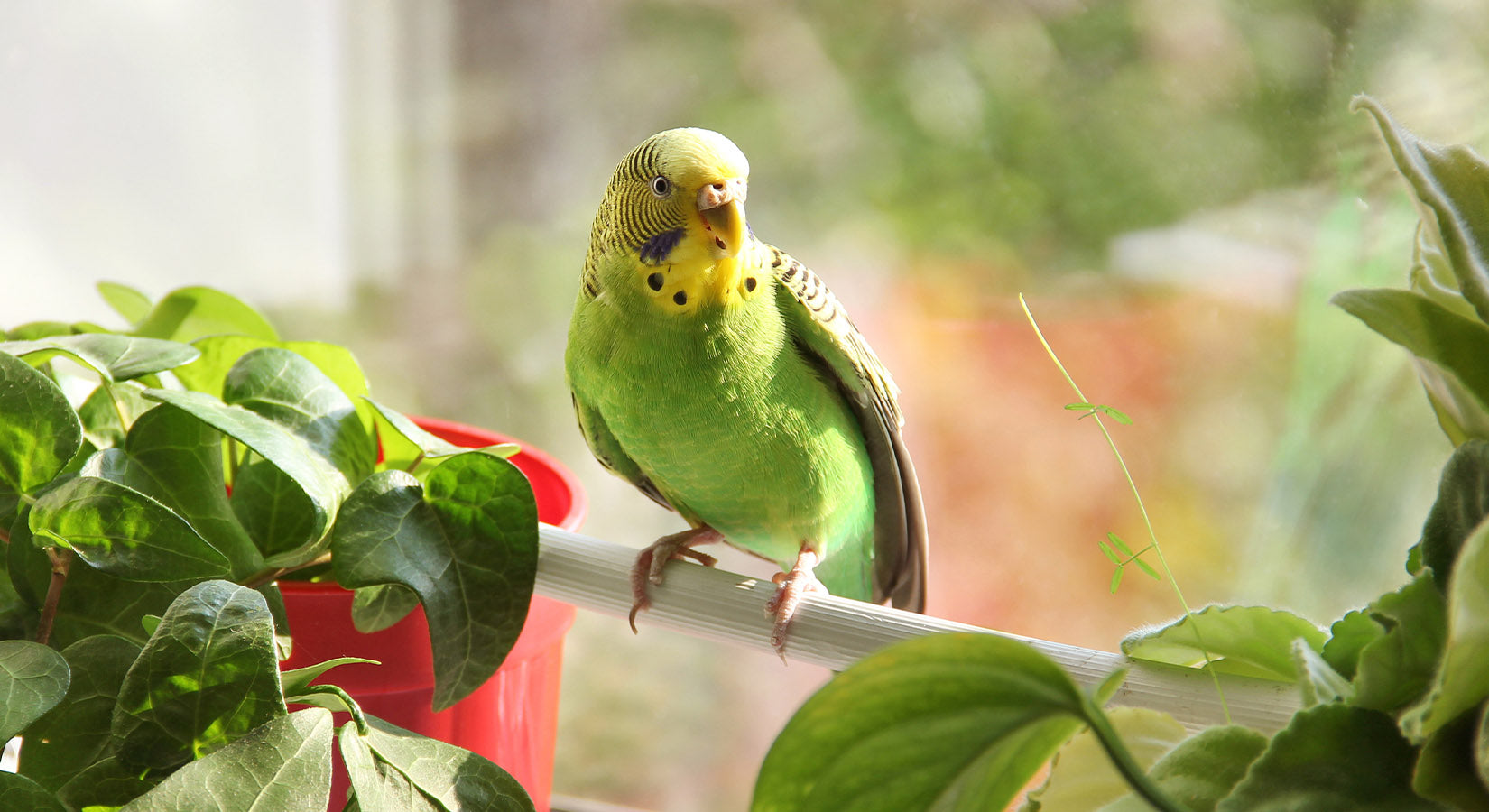 Safe and Unsafe Plants for Parrots, Parakeets, and other Birds List