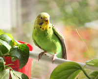 Safe & Unsafe Plants For Birds