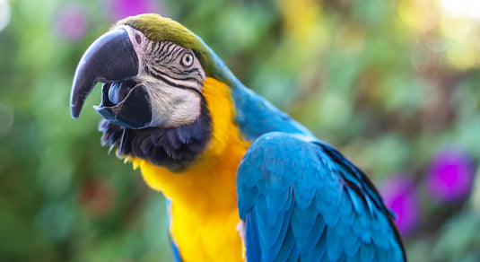 Ouch! My Bird is Biting: What Should I Do?