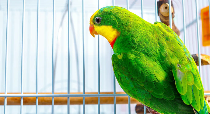 Why Buy A Bird Cage From Exotic Wings