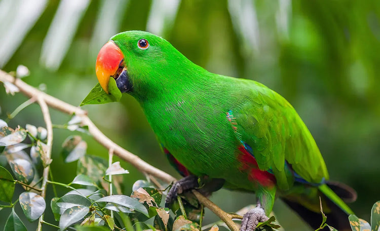 It's Not Easy Being Green - Why Are So Many Birds Predominantly Green?