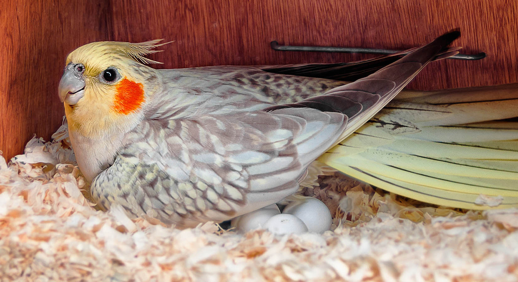 Your Pet Bird And Egg Laying Exotic Wings and Pet Things Inc