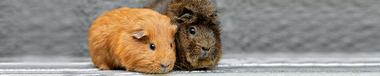 Shop By Pet - Guinea Pig