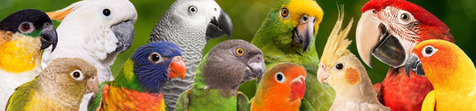 Pet Bird