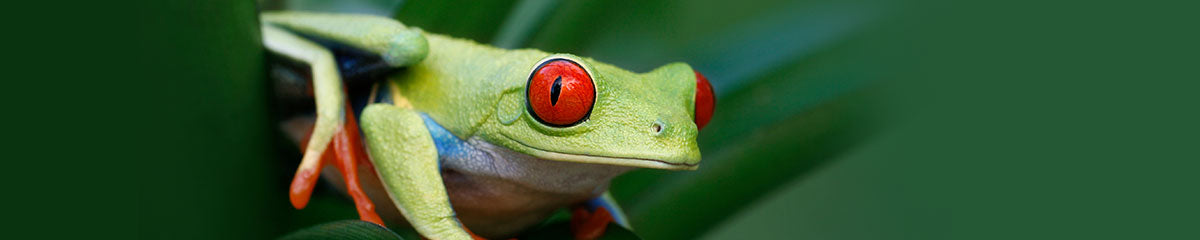 Shop By Pet - Frog/Toad – Exotic Wings & Pet Things Inc