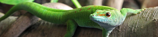 Reptile
