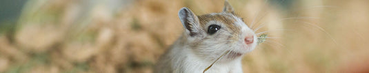 Shop By Pet - Gerbil