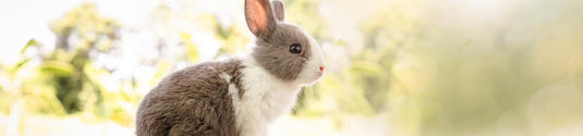 Small Pet