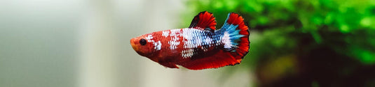 Tropical Fish