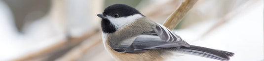Wild Bird